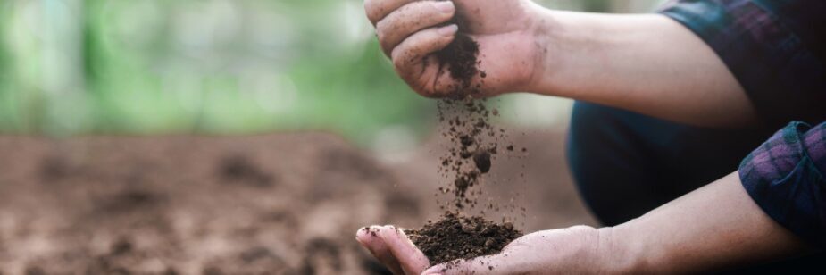 Adubo sustentável: conheça as suas principais vantagens