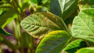 Combata a ferrugem asiática da soja com precisão