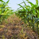 Plantação de milho em plantio direto rotacionado com soja