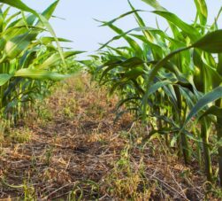 Plantação de milho em plantio direto rotacionado com soja