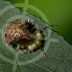 Como controlar percevejo marrom nas lavouras
