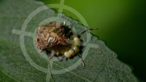 Como controlar percevejo marrom nas lavouras