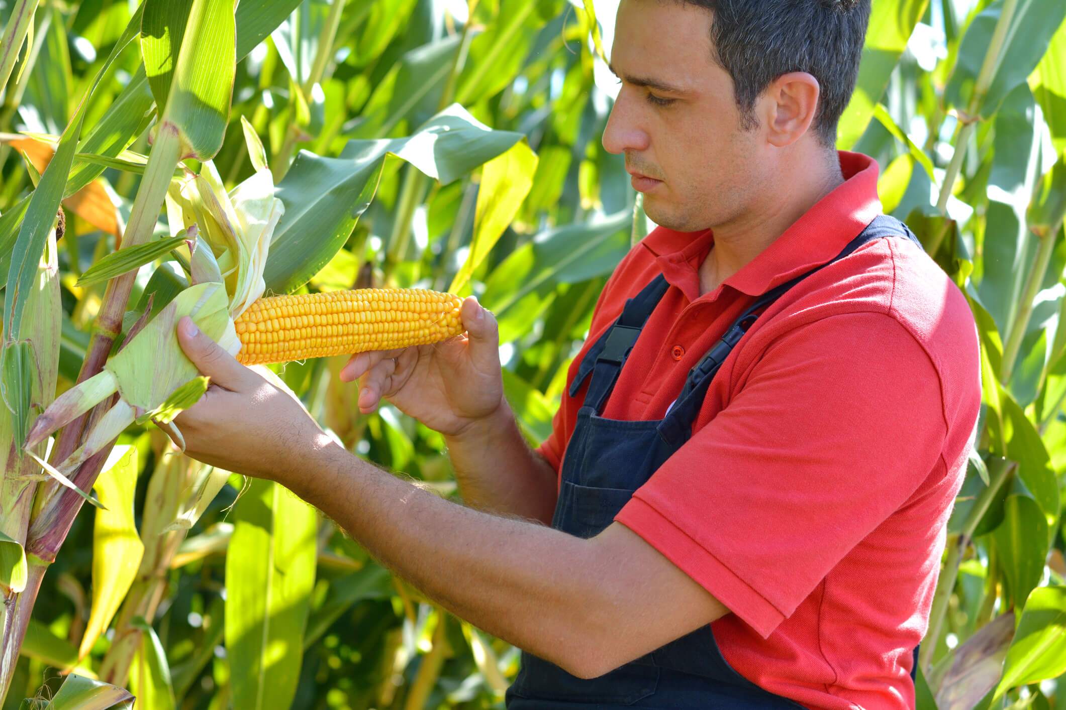 como calcular perda na colheita