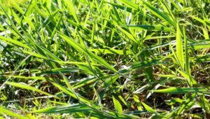 brachiaria brizantha