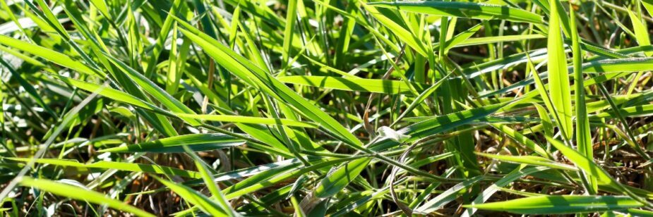 brachiaria brizantha