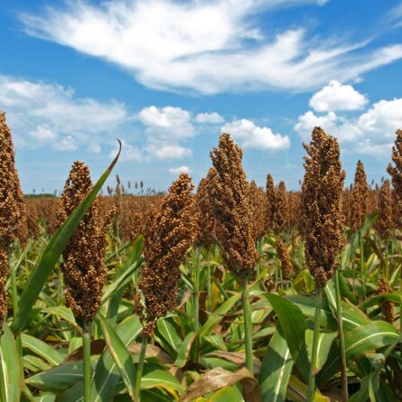 Sorgo como opção para rotatividade de cultura
