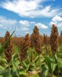 Sorgo como opção para rotatividade de cultura