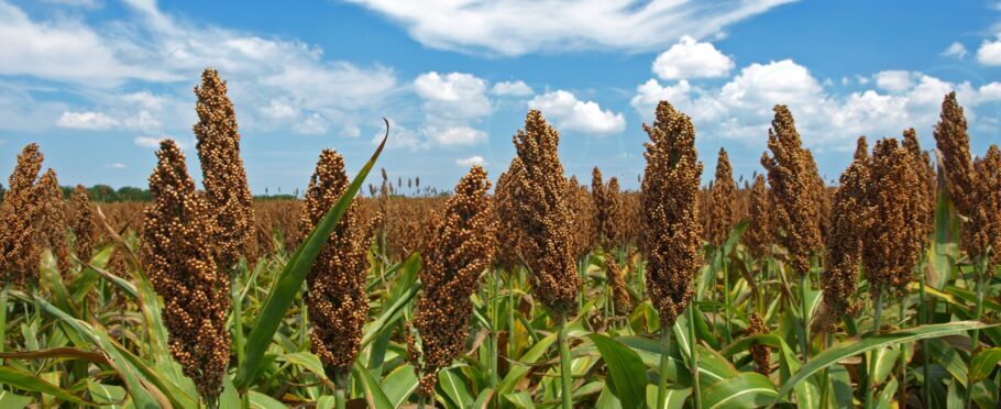 Sorgo como opção para rotatividade de cultura