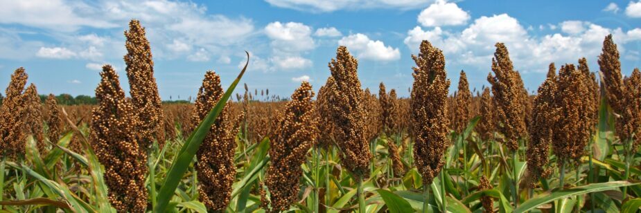 Sorgo como opção para rotatividade de cultura