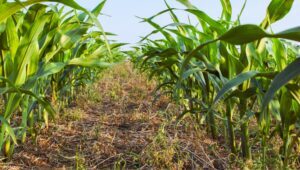 Plantação de milho em plantio direto rotacionado com soja
