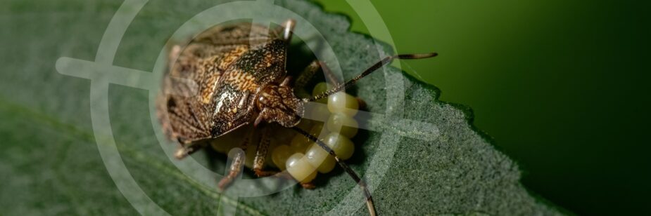 Como controlar percevejo marrom nas lavouras